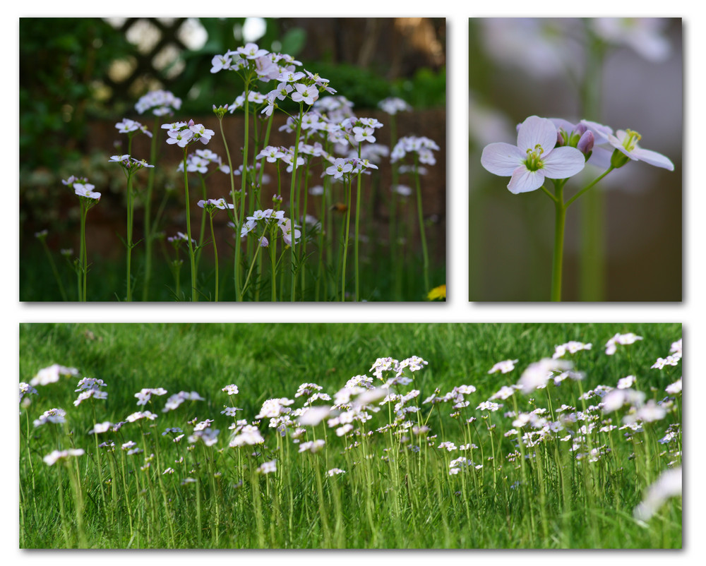 Wiesenschaumkraut