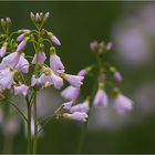 Wiesenschaumkraut (Cardamine pratensis)