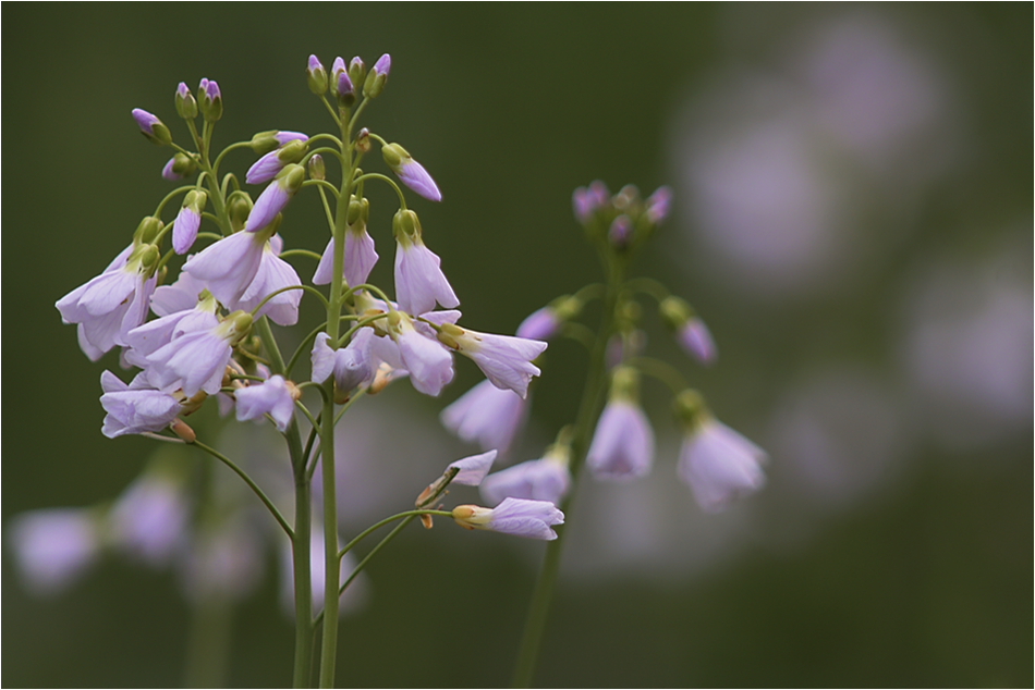 Wiesenschaumkraut (Cardamine pratensis)