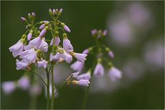 Wiesenschaumkraut (Cardamine pratensis)