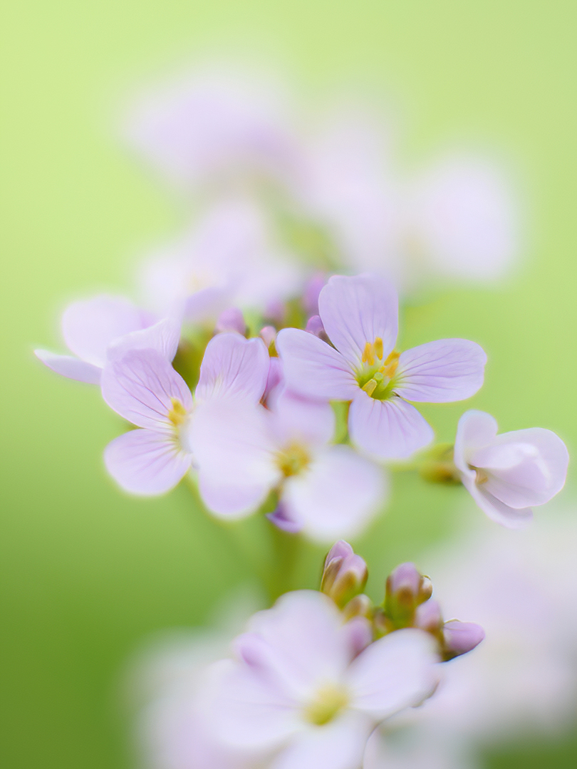 Wiesenschaumkraut (Cardamine pratensis)