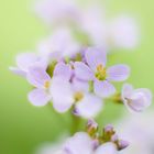 Wiesenschaumkraut (Cardamine pratensis)