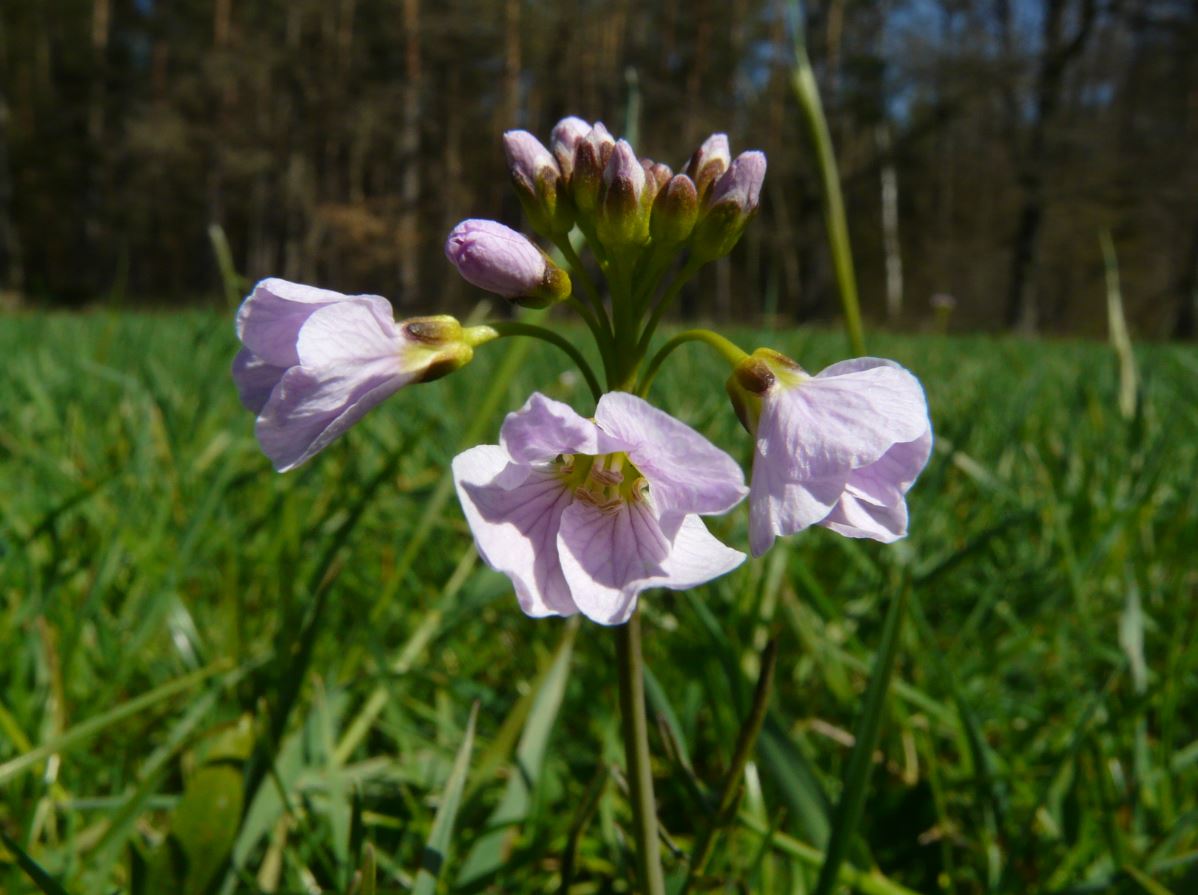 Wiesenschaumkraut - Cardamine pratensis