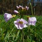 Wiesenschaumkraut - Cardamine pratensis