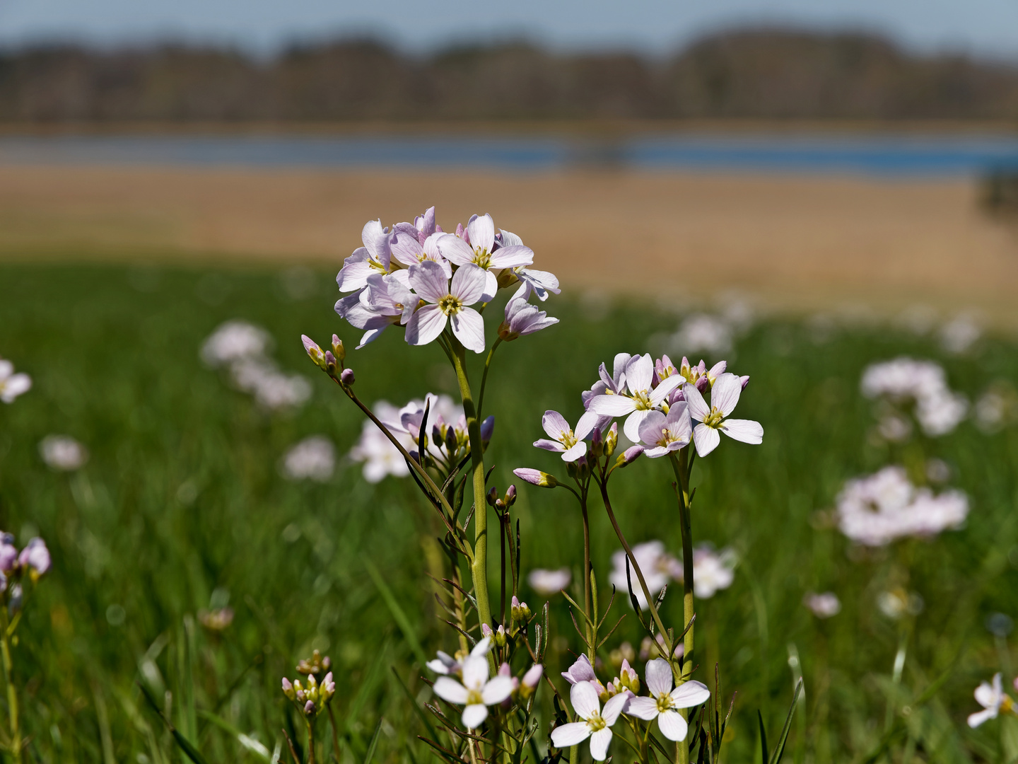 Wiesenschaumkraut (Cardamine pratensis)