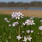 Wiesenschaumkraut (Cardamine pratensis)