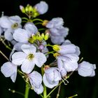 Wiesenschaumkraut (Cardamine pratensis) 