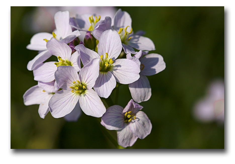 Wiesenschaumkraut ( Cardámine praténsis )