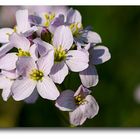 Wiesenschaumkraut ( Cardámine praténsis )