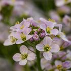 Wiesenschaumkraut - Cardamine pratensis.....