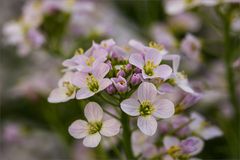 Wiesenschaumkraut - Cardamine pratensis.....