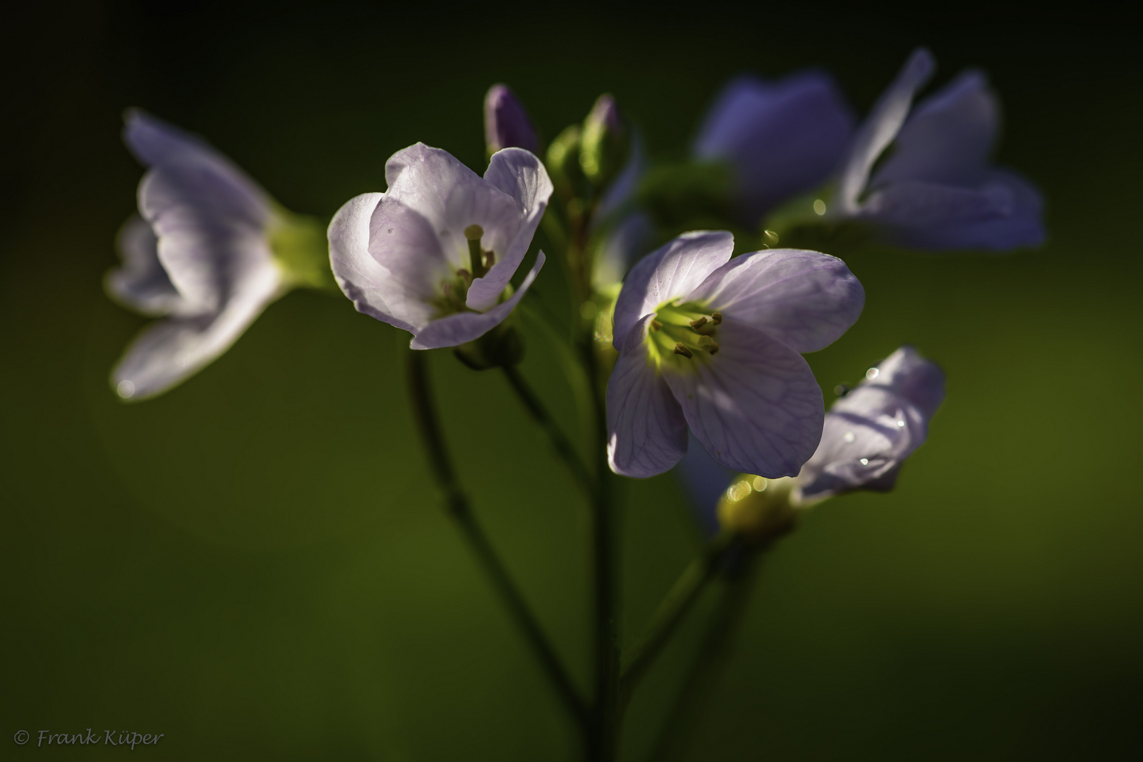 Wiesenschaumkraut