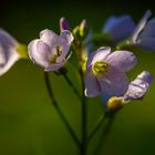 Wiesenschaumkraut