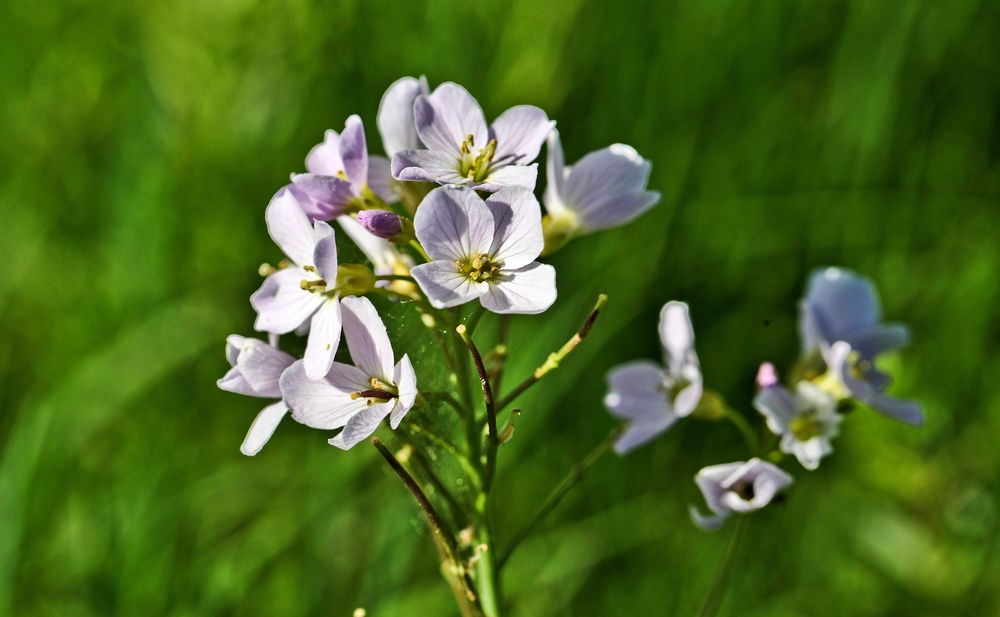 Wiesenschaumkraut 