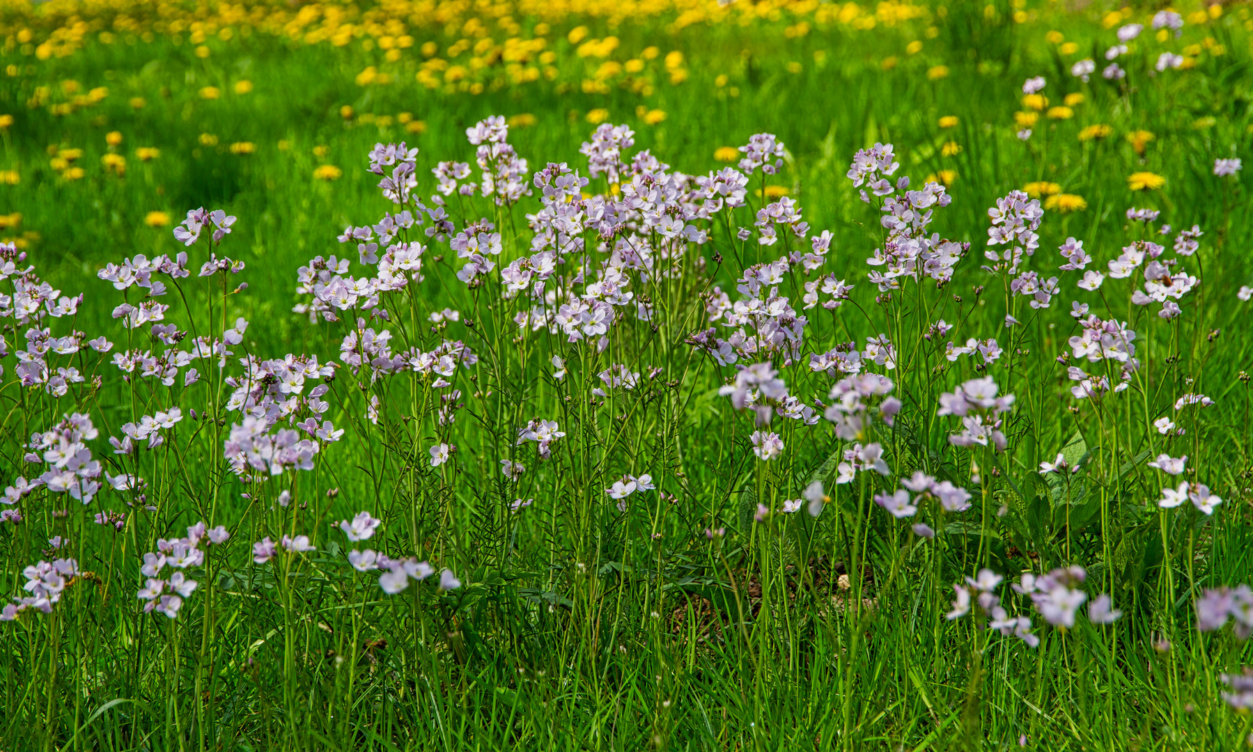 Wiesenschaumkraut