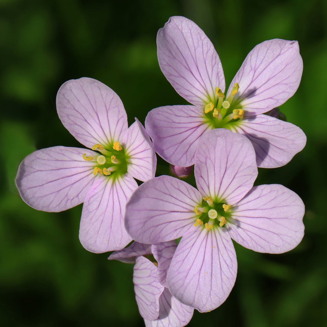 Wiesenschaumkraut, cuckoo flower, Cardamine pratensis 