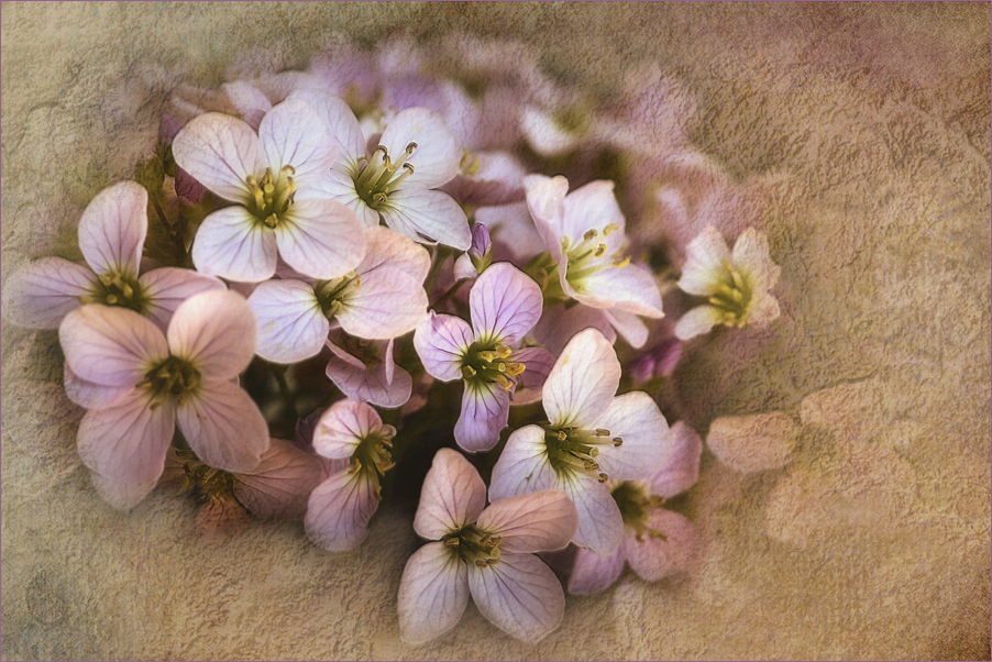 Wiesenschaumkraut - cuckoo flower - Cardamine pratensis.....