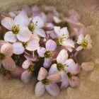 Wiesenschaumkraut - cuckoo flower - Cardamine pratensis.....