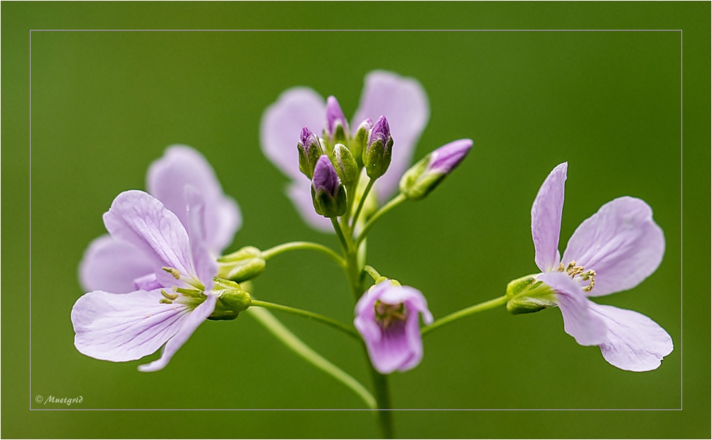 ~ Wiesenschaumkraut ~