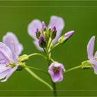 ~ Wiesenschaumkraut ~