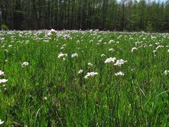 Wiesenschaumkraut