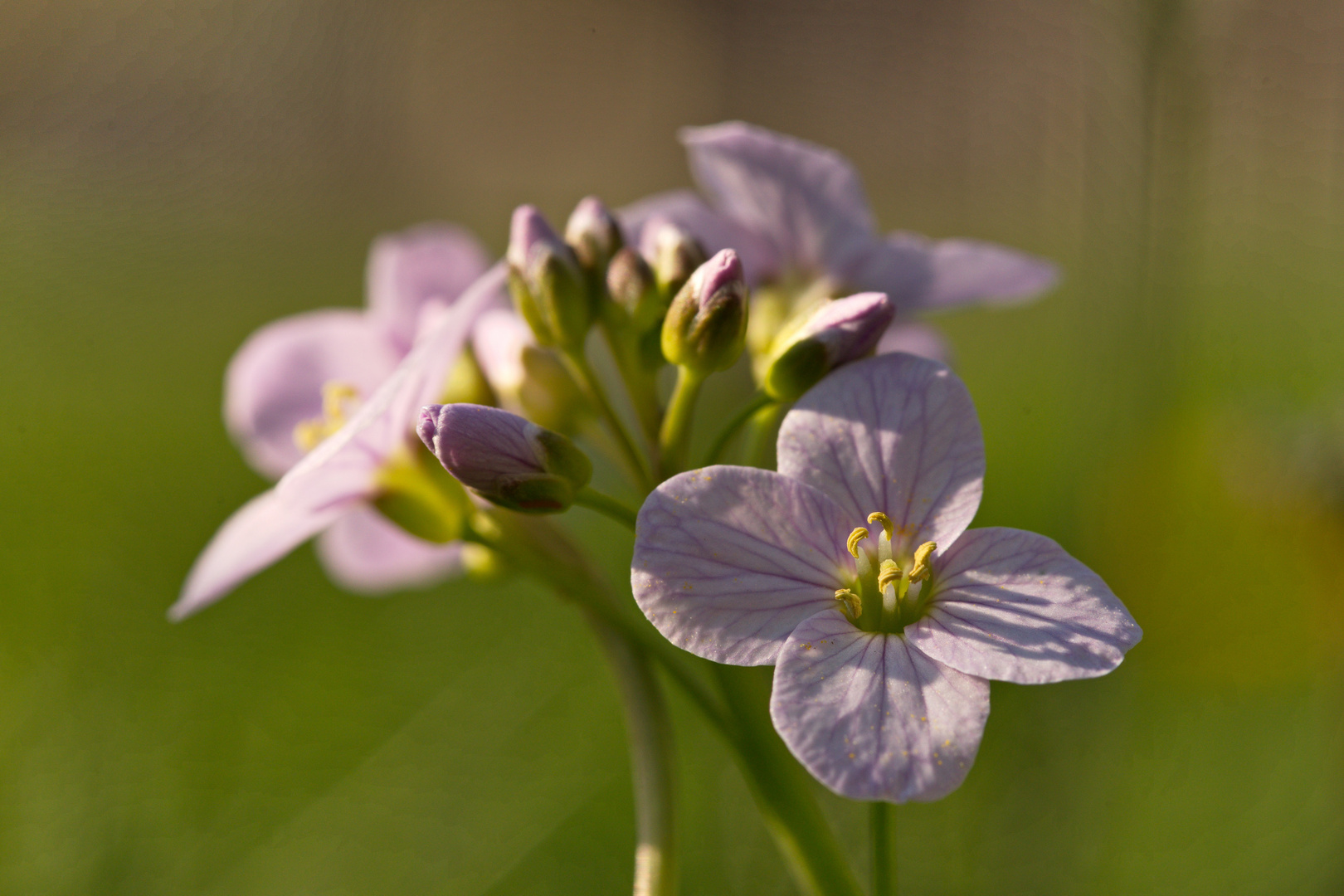 Wiesenschaumkraut