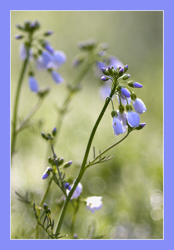 Wiesenschaumkraut