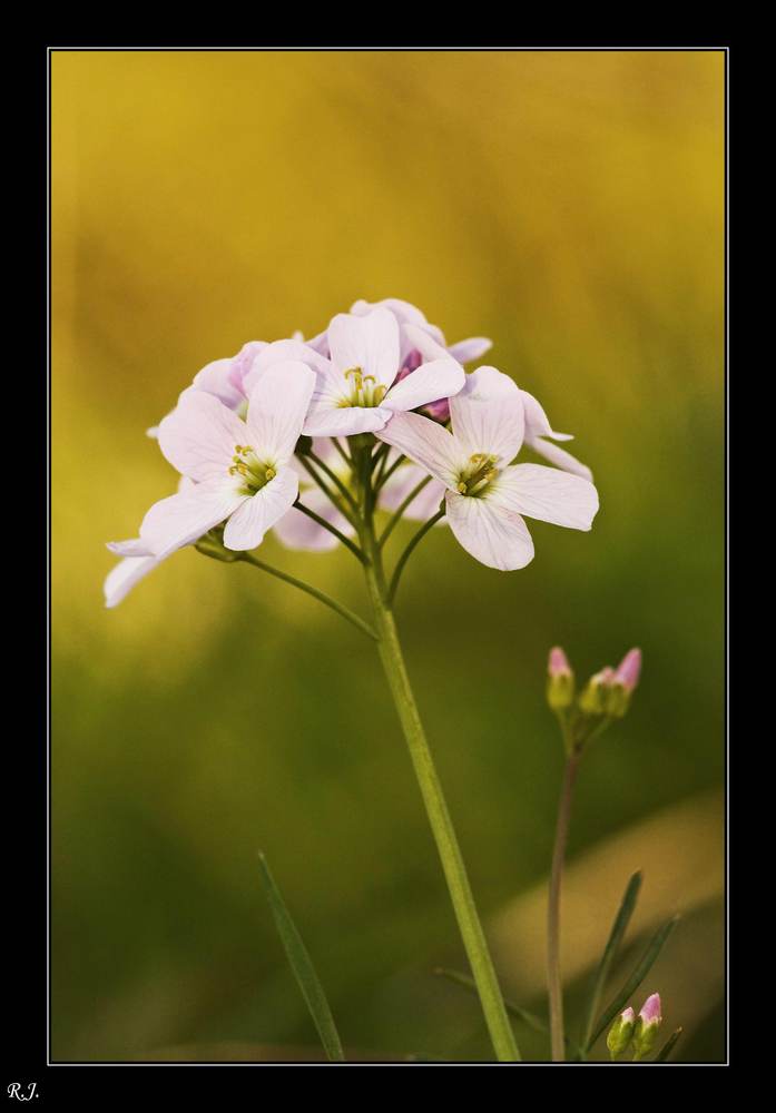 Wiesenschaumkraut