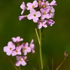 Wiesenschaumkraut