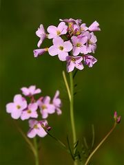 Wiesenschaumkraut