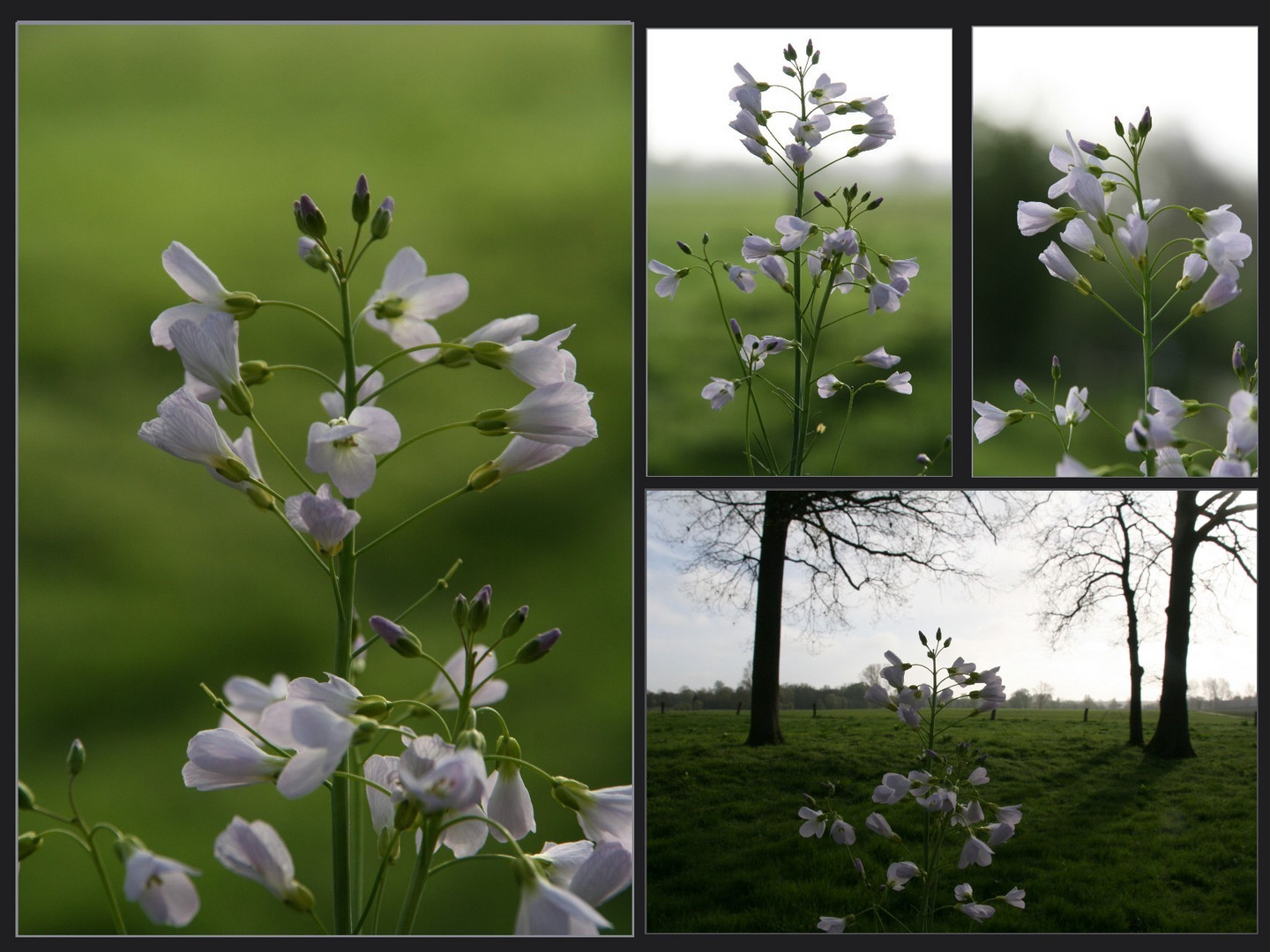 Wiesenschaumkraut