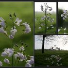 Wiesenschaumkraut