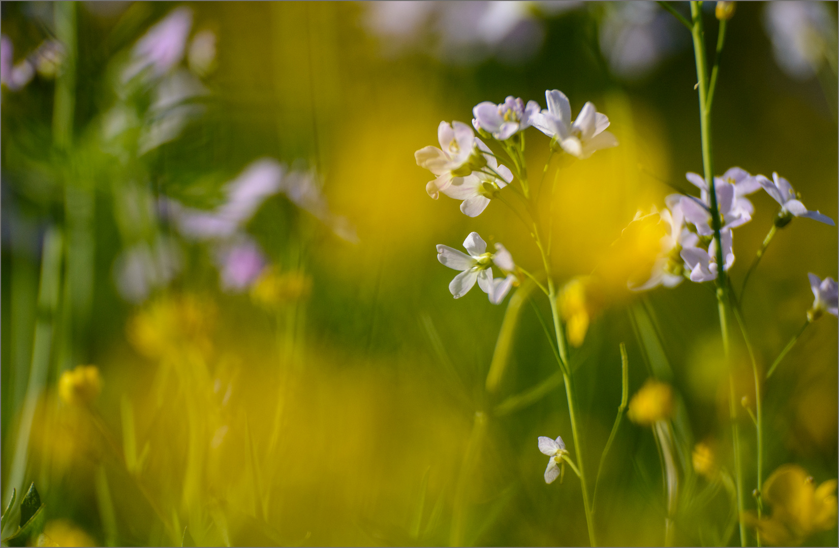 Wiesenschaumkraut