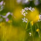 Wiesenschaumkraut