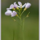 Wiesenschaumkraut