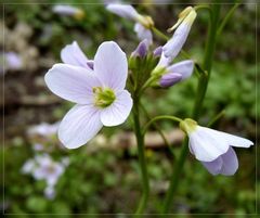 Wiesenschaumkraut