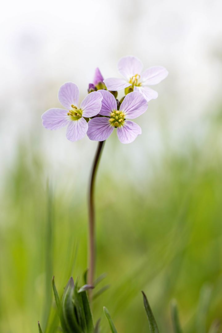 Wiesenschaumkraut