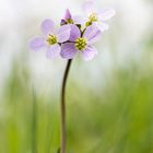 Wiesenschaumkraut