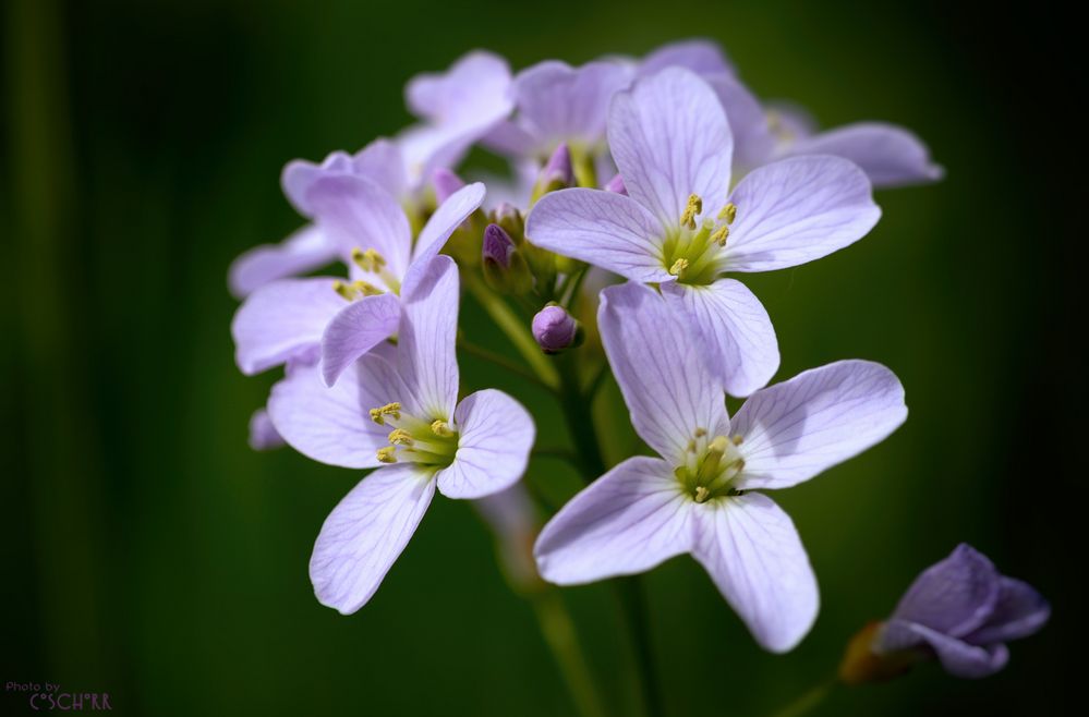 Wiesenschaumkraut