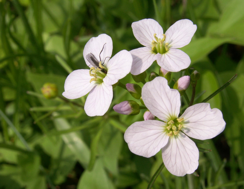 Wiesenschaumkraut