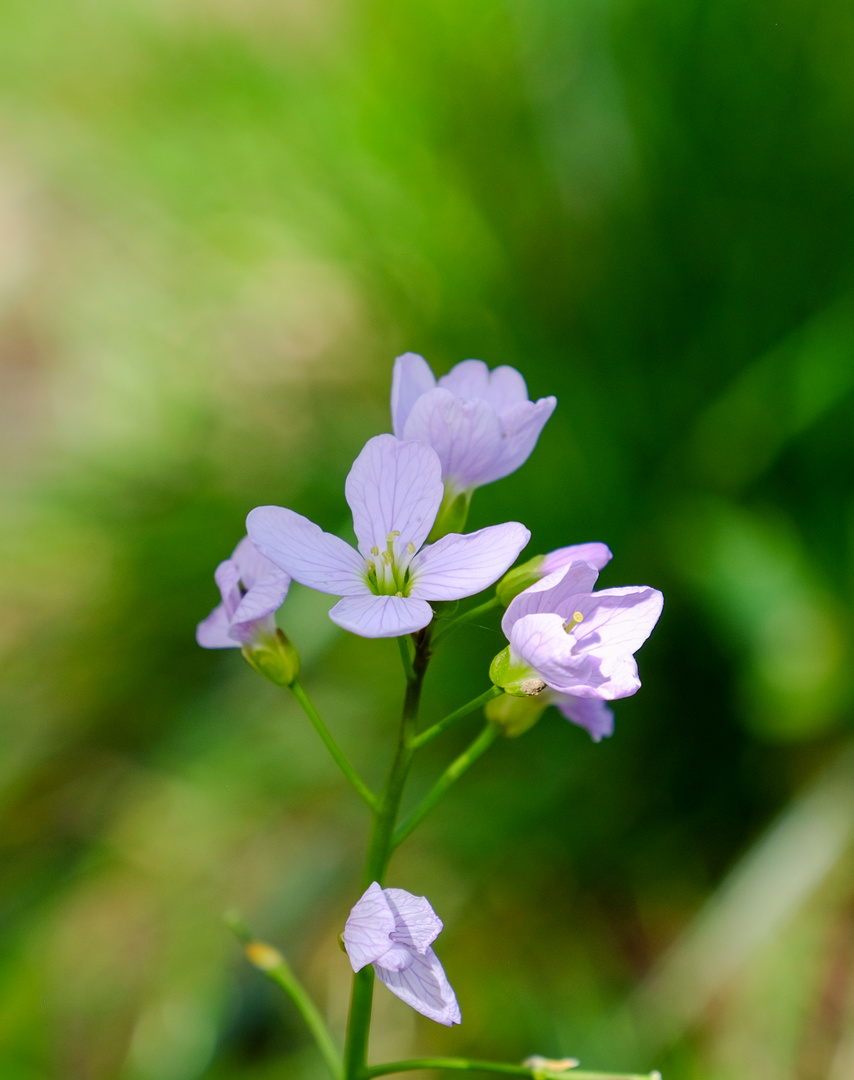 Wiesenschaumkraut