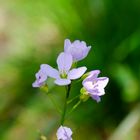 Wiesenschaumkraut