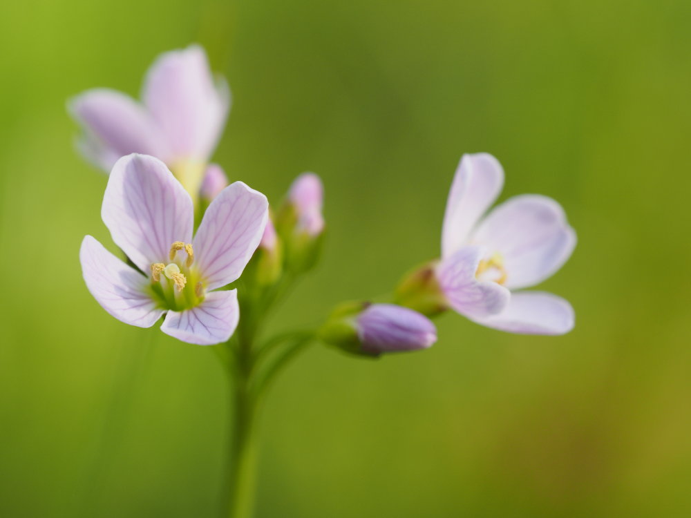 Wiesenschaumkraut