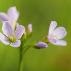 Wiesenschaumkraut