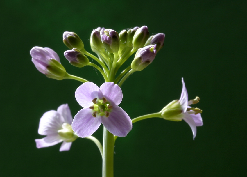 Wiesenschaumkraut