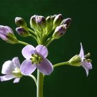 Wiesenschaumkraut