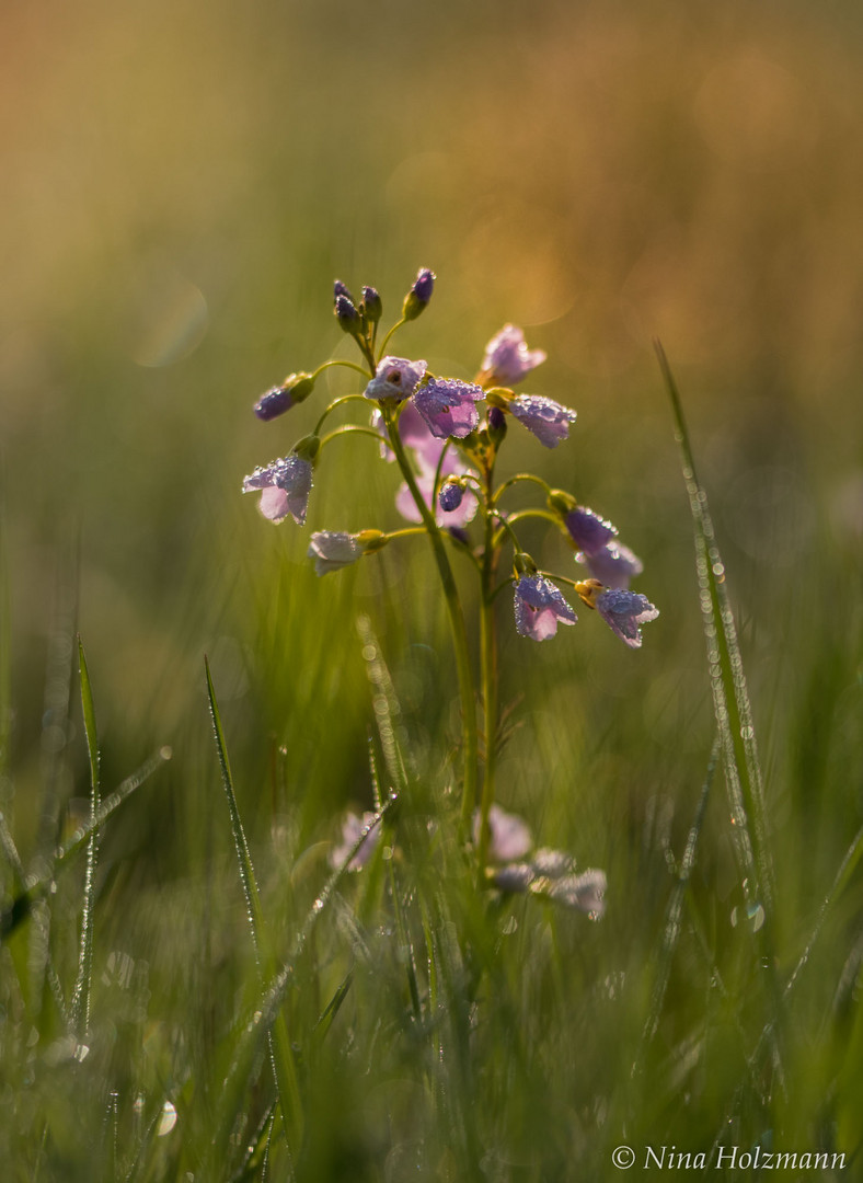 Wiesenschaumkraut