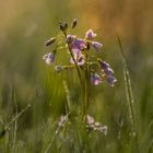 Wiesenschaumkraut