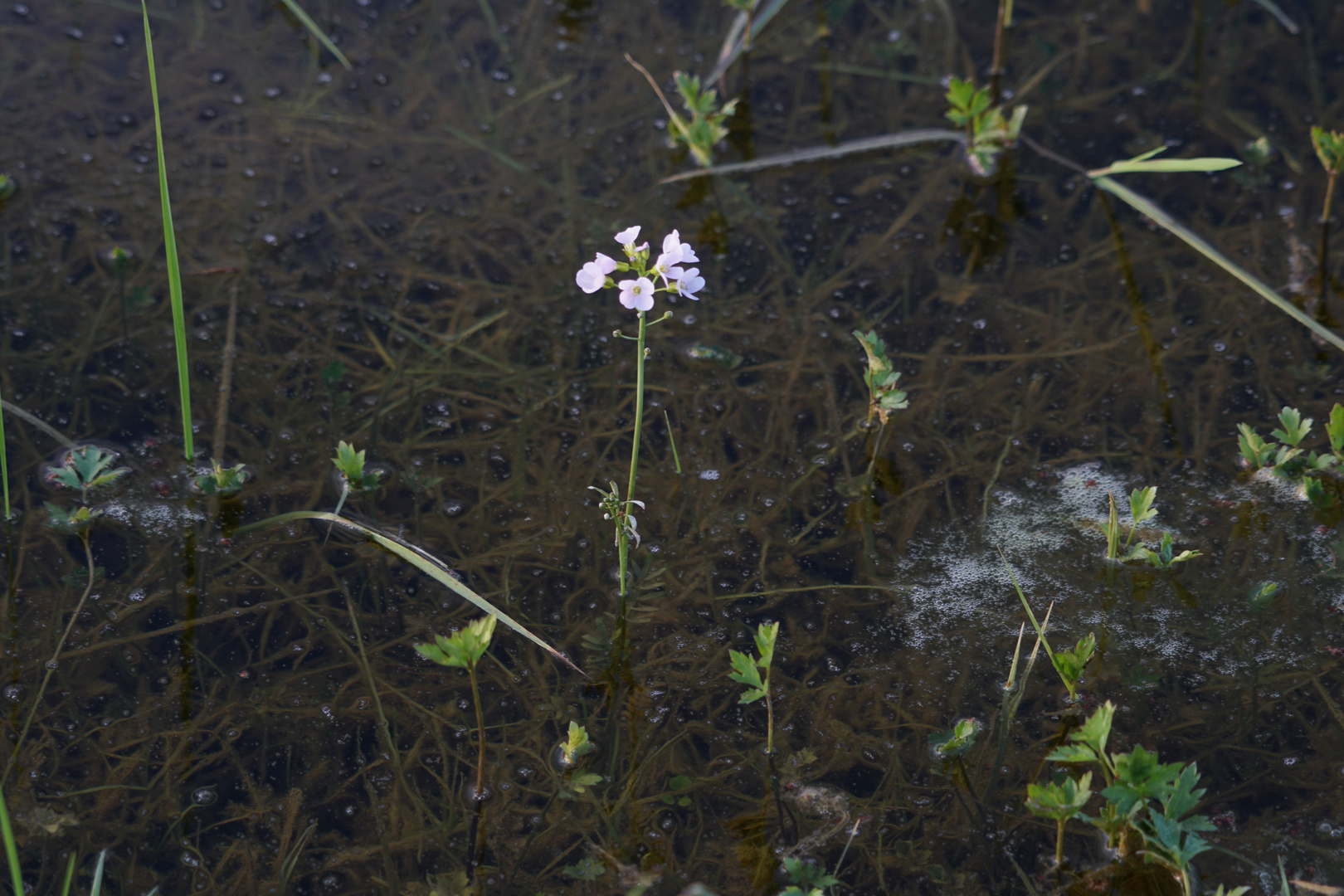 Wiesenschaumkraut, einsam und verlassen im Wasser