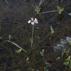 Wiesenschaumkraut, einsam und verlassen im Wasser